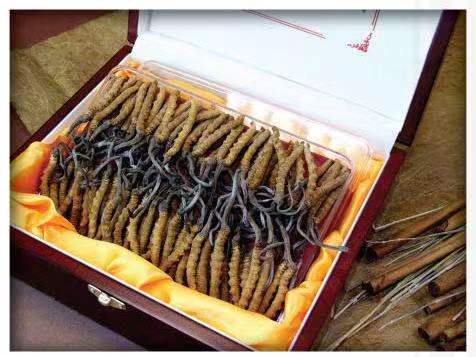 钦南冬虫夏草回收